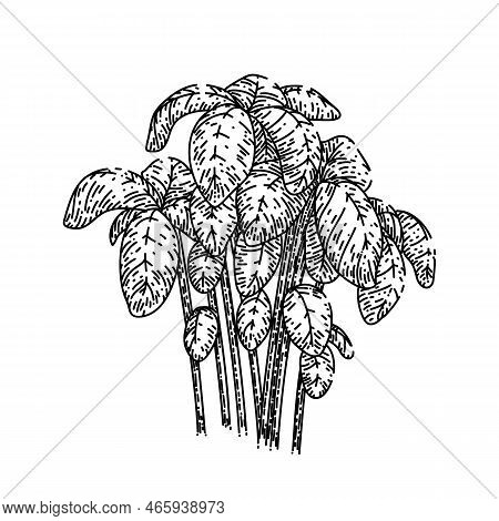 Basil Pesto Plant Hand Drawn Vector. Green Fresh, Food Leaf, Herb Leaves, Vegetarian Sauce, Organic 