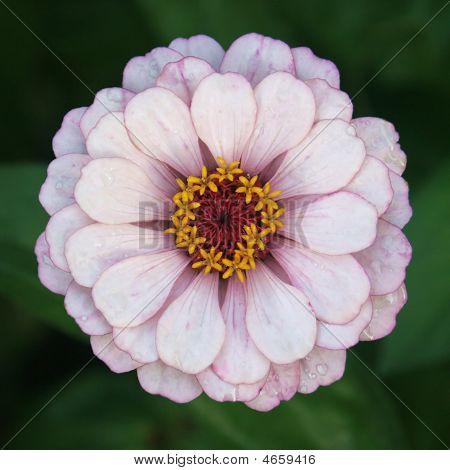 weiße Blume