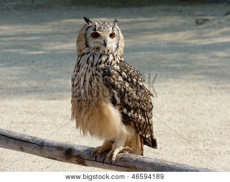 Portrait of an owl