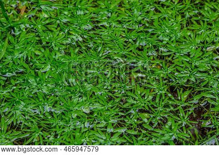Callitriche Palustris A Marsh Grass. Underwater Plants With Floating Rosettes Or Growing On Wet Mud