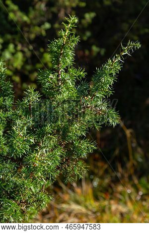 Juniperus Communis, The Common Juniper, Is A Species Of Conifer In The Family Cupressaceae. Branches