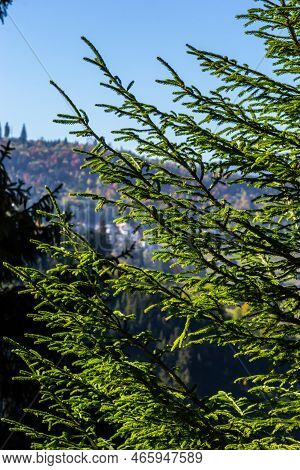 Norway Spruce Branch Against Blue Sky - Latin Name - Picea Abies