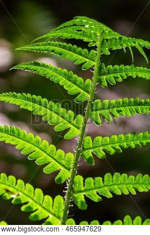 Fern Is A Member Of A Group Of Vascular Plants That Reproduce By Spores And Have Neither Seeds Nor F