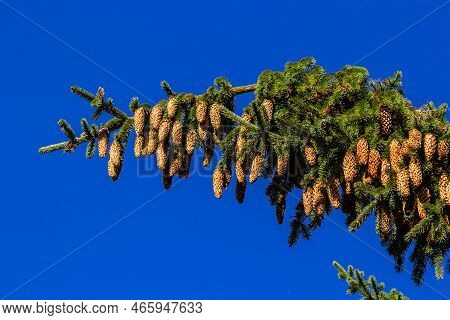 Norway Spruce Branch Against Blue Sky - Latin Name - Picea Abies