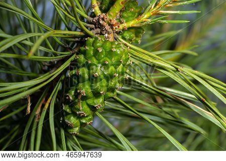Pine Tree Green Pine Cone Hanging On Fir Needles Branch. Medicinal Plant