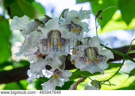 Catalpa Bignonioides Medium Sized Deciduous Ornamental Flowering Tree, Branches With Groups Of White
