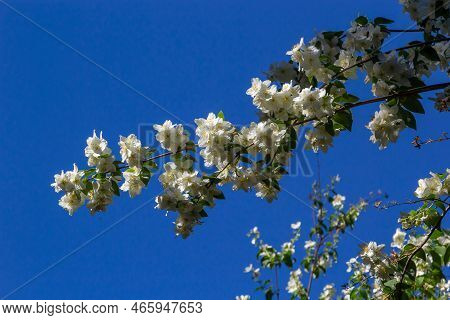 Close-up Shot Of Bowl-shaped White Flowers With Prominent Yellow Stamens Of The Sweet Mock Orange Or