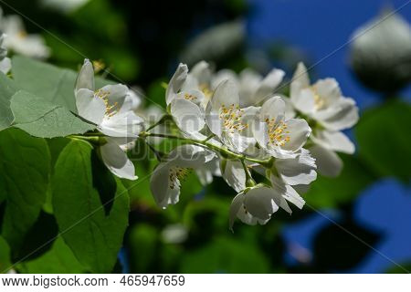Philadelphus Coronarius Sweet Mock-orange White Flowers In Bloom On Shrub Branches, Flowering Englis