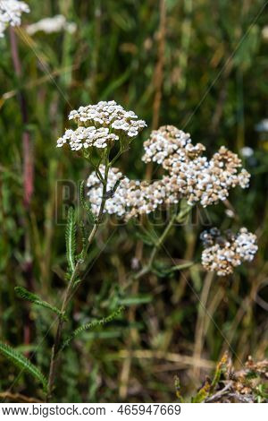 Achillea Millefolium, Commonly Known As Yarrow Or Common Yarrow, Is A Flowering Plant In The Family