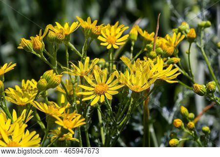 Closeup Of Many Butterflies On A Yellow Flowering Common Ragwort Or Jacobaea Vulgaris Plant