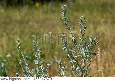 Artemisia Absinthium Is A Perennial Plant Of The Aster Family. Medicinal, Food, Phytoncide, Essentia