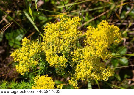 Galium Verum Is A Herbaceous Perennial Plant Of The Family Rubiaceae. Flowering Meadow, Fragrant, Ho