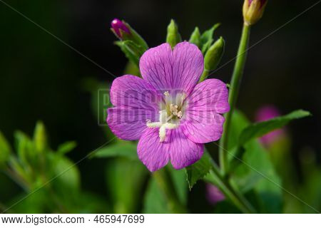 A Close-up Of A Flowering Great Willowherb, Epilobium Hirsutum On A Late Summer Evening In Estonian