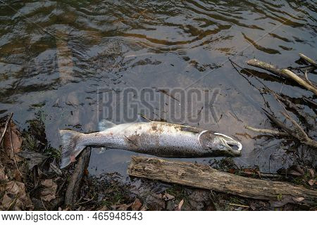 Large Atlantic Salmon Laying On The River Shore. Dead Fish Washed Out In The River After Spawning