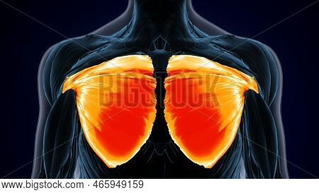 3d Illustration Of Pectoralis Major, Part Of Muscle Anatomy.