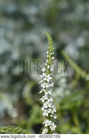 Gooseneck Loosestrife White Flower In The Garden