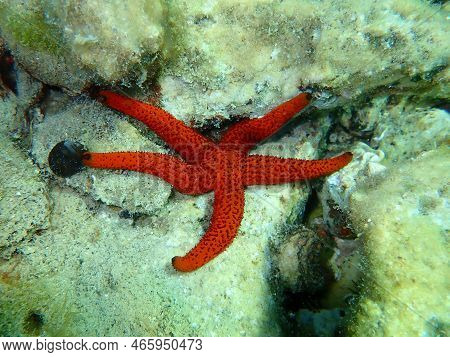 Mediterranean Red Sea Star Or Red Sea Star, Red Starfish (echinaster Sepositus) Undersea, Aegean Sea