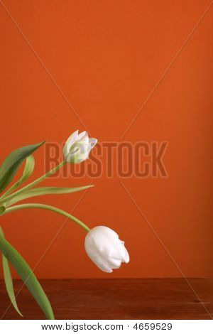 Springtime Elegance