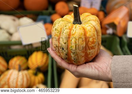 A Womans Hand Holds A Bright Small Pumpkin Against The Background Of Vegetable Boxes, An Austrian St
