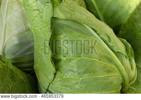 Textured Beautiful Head Of Cabbage With Water Droplets On The Leaves