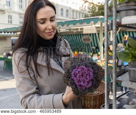 Woman Chooses Ornamental Cabbage In The Street Market, Austria, Salzburg