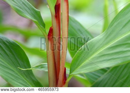 Orange Ornamental Ginger Plant With Red Stem.