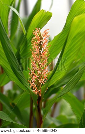 Orange Ornamental Ginger Plant In The Netherlands.