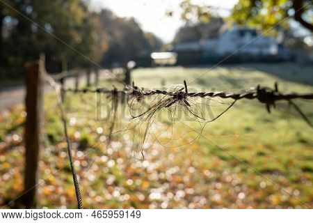 Hair From The Mane Or Tail Of A Horse Hangs On Barbed Wire, Against A Blurry Pasture Background.