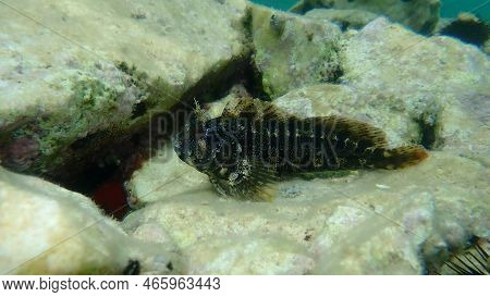 Tompot Blenny (parablennius Gattorugine) Undersea, Aegean Sea, Greece, Thasos Island