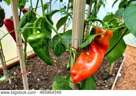 Close Up Of Peppers, Variety Nocero Giallo, Turning From Green To Red