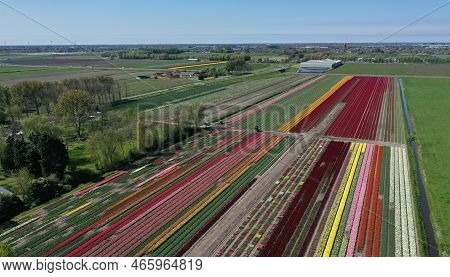Aerial Drone Shot View Of Blooming Dutch Tulip Fields Located In Noordholland, The Netherlands. Stun