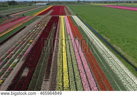 Aerial Drone Shot View Of Blooming Dutch Tulip Fields Located In Noordholland, The Netherlands. Stun