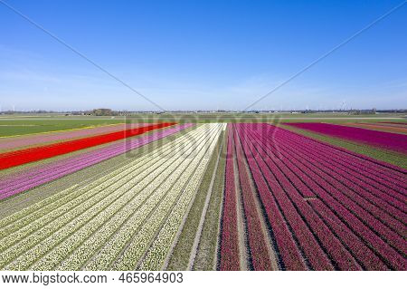 Aerial Drone Shot View Of Blooming Dutch Tulip Fields Located In Noordholland, The Netherlands. Stun