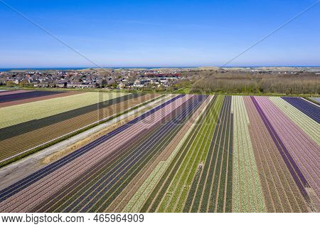 Aerial Drone Shot View Of Blooming Dutch Hyacinths Fields Located In Noordholland, The Netherlands. 