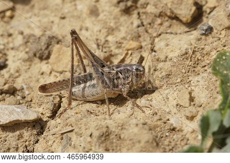 Natural Closeup On A Brown Mediterranean Long-horned Grasshopper, Platycleis Sabulosa Sitting On The