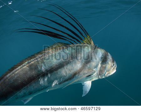 Nematistius pectoralis weg schwimmen, Unterwasser