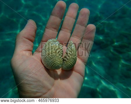 Warty Venus Shell Or Warty Venus, Clam (venus Verrucosa) On The Hand Of A Diver, Aegean Sea, Greece,
