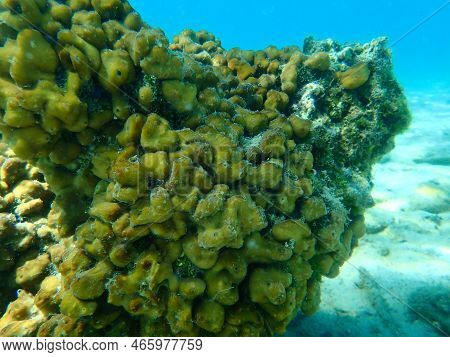 Сhicken Liver Sponge Or Caribbean Chicken-liver Sponge (chondrilla Nucula) Undersea, Aegean Sea, Gre