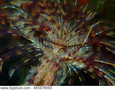 Marine Polychaete Mediterranean Fanworm Or Feather Duster Worm, European Fan Worm (sabella Spallanza
