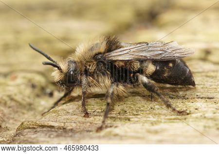 Detailed Closeup On The Hairy Clepptoparasite Solitary Common Mourning Bee, Melecta Albifrons