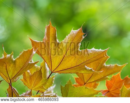 Tree Branch With Dark Red Leaves, Acer Platanoides, The Norway Maple Crimson King. Red Maple Acutifo