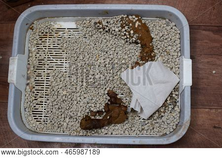 Smelly Animal Shit, Pet Excrement On The Blue Cat Litter Box For Hygiene Defecate In The Household, 