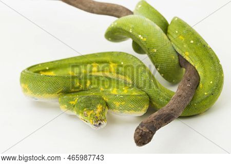 Green Tree Python Morelia Viridis Snake Biak Isolated On White Background