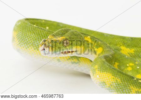 Green Tree Python Morelia Viridis Snake Biak Isolated On White Background