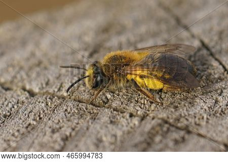 Natural Closeup On A Female Melow Miner, Andrena Mitis, Loaded With Yellow Salix Pollen, Sunbathing 