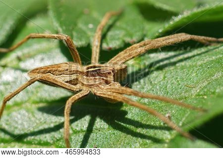 Natural Closeup Shot Of A Sunbathing Nursery Web Spider, Pisaura Mirabilis, On A Green Leaf