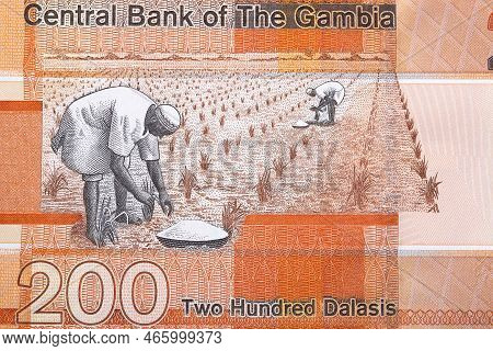 Planting Rice From Gambian Money - Dalasi