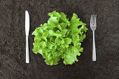 Butter Lettuce Salad In Soil With Fork And Knife