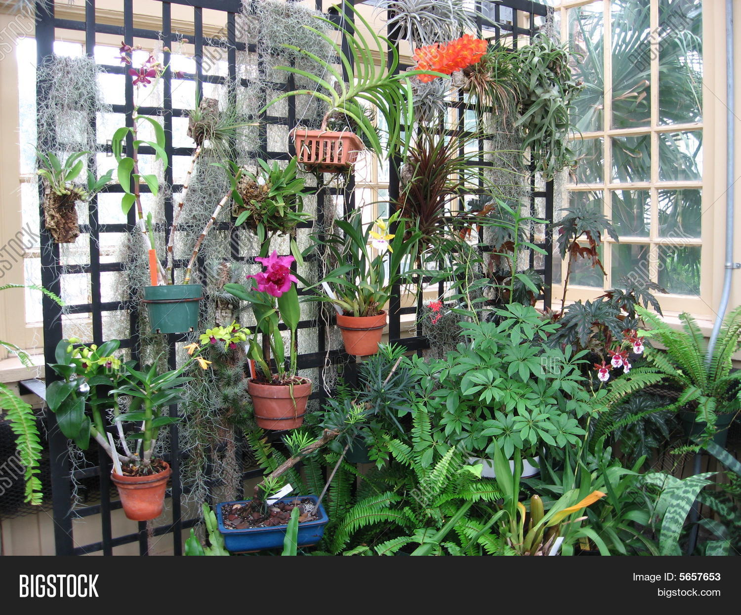 Image Preview