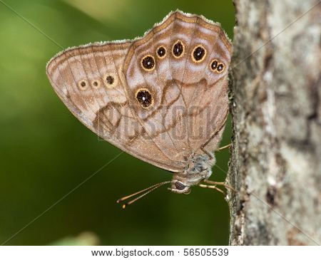 Northern Pearly-eye